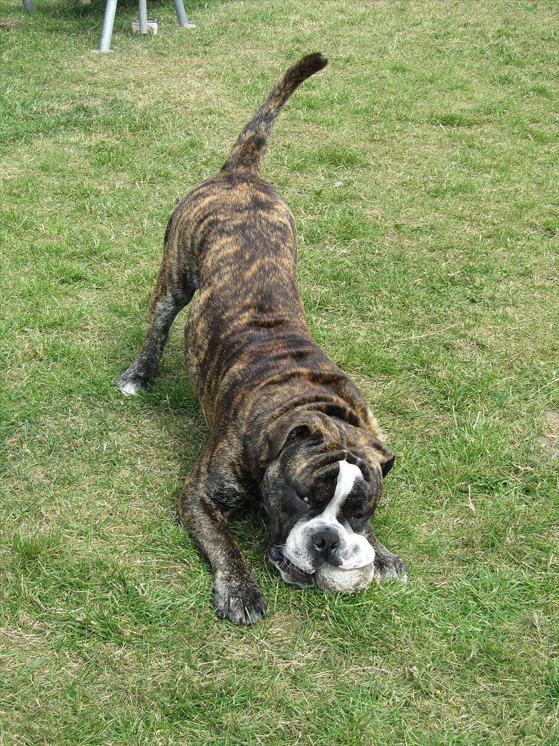 Olde english bulldogge Kingston billede 11