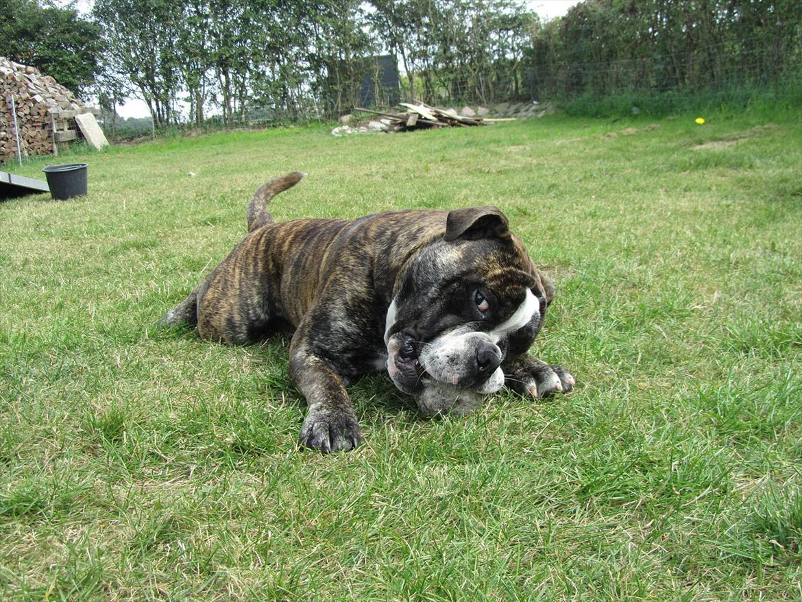 Olde english bulldogge Kingston billede 12