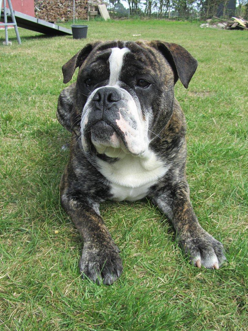 Olde english bulldogge Kingston billede 13