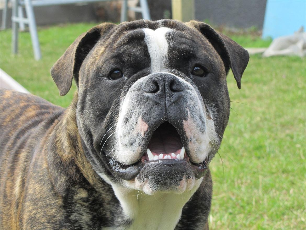 Olde english bulldogge Kingston - 9 måneder billede 2