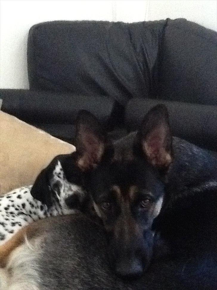 Blanding af racer nellie billede 6