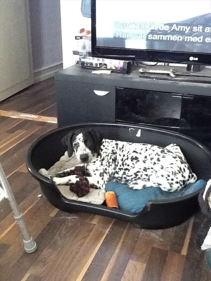 Blanding af racer nellie billede 7