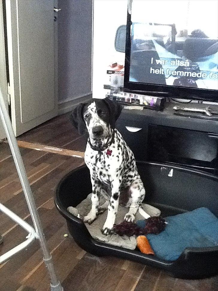 Blanding af racer nellie billede 8