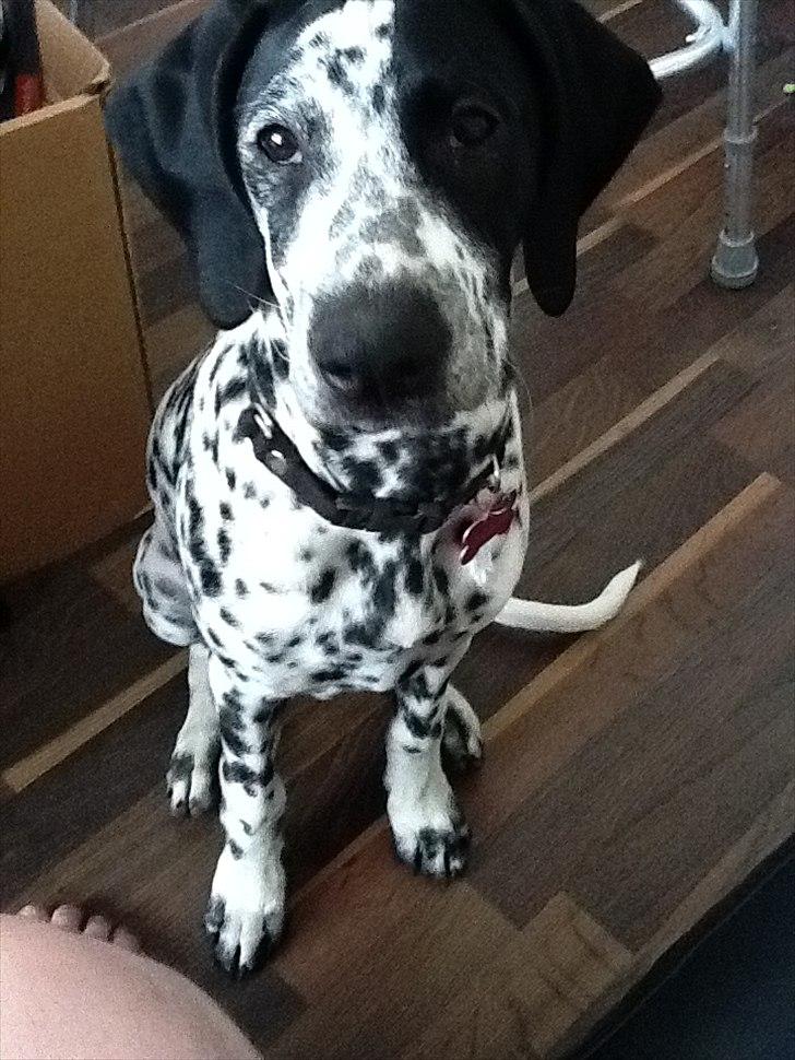 Blanding af racer nellie billede 9