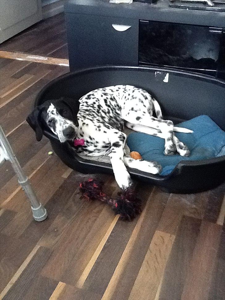 Blanding af racer nellie billede 10