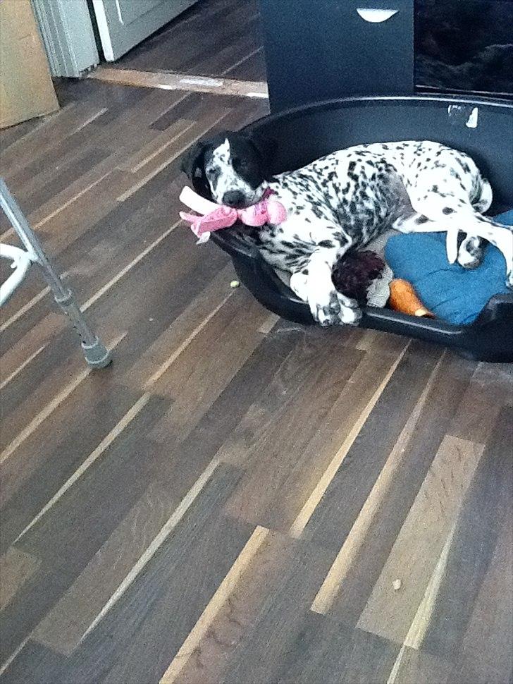 Blanding af racer nellie billede 11