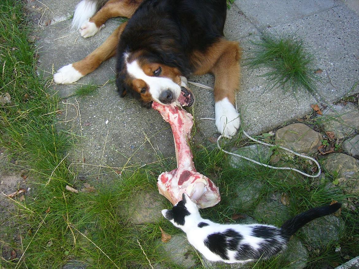 Blanding af racer Sofus R.I.P sept 2014 billede 2