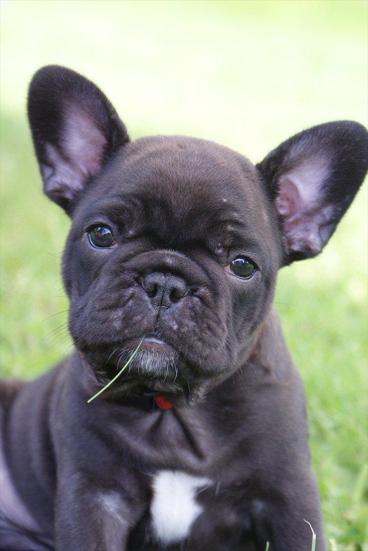 Fransk bulldog Liló billede 1