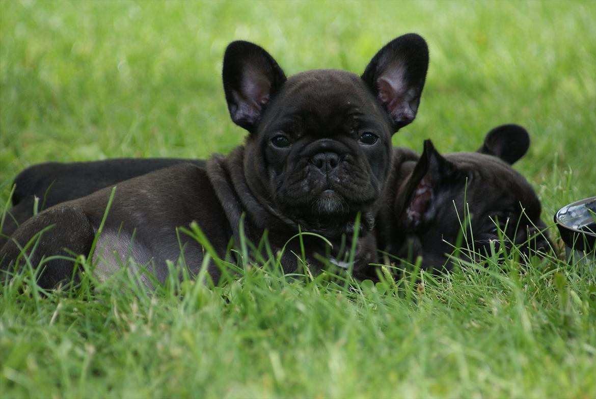 Fransk bulldog Liló billede 2