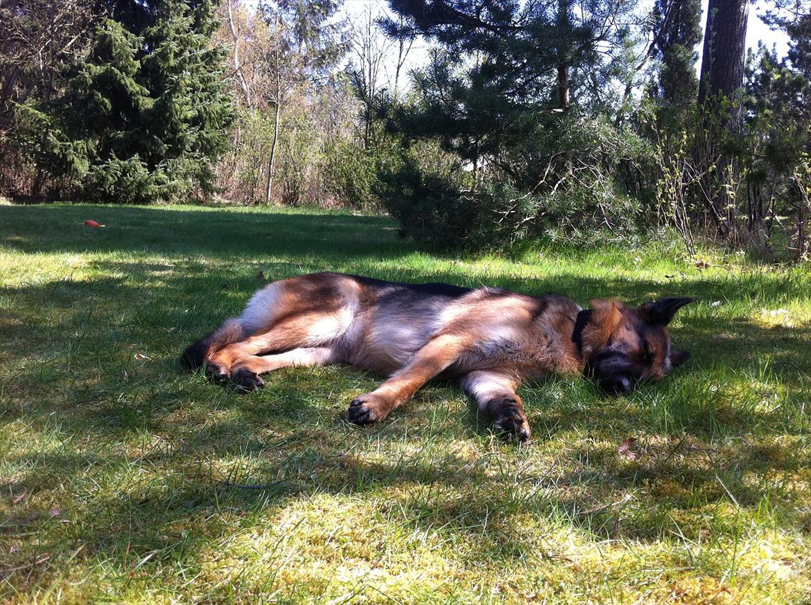 Schæferhund Chifers Bella billede 18
