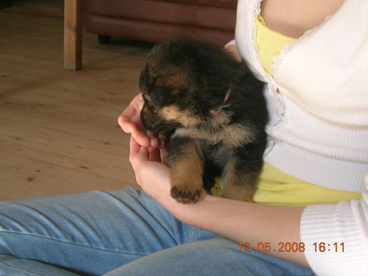 Schæferhund Chifers Bella - Første møde med Bella billede 2