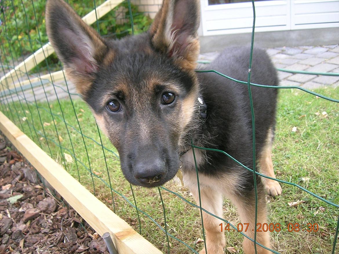 Schæferhund Chifers Bella - Hoved i hegnet :) billede 3