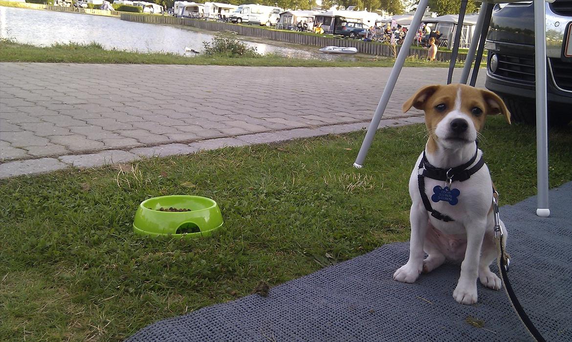 Blanding af racer Cocio - Cocio på Hesselund Sø-Camping. 11 uger. billede 20