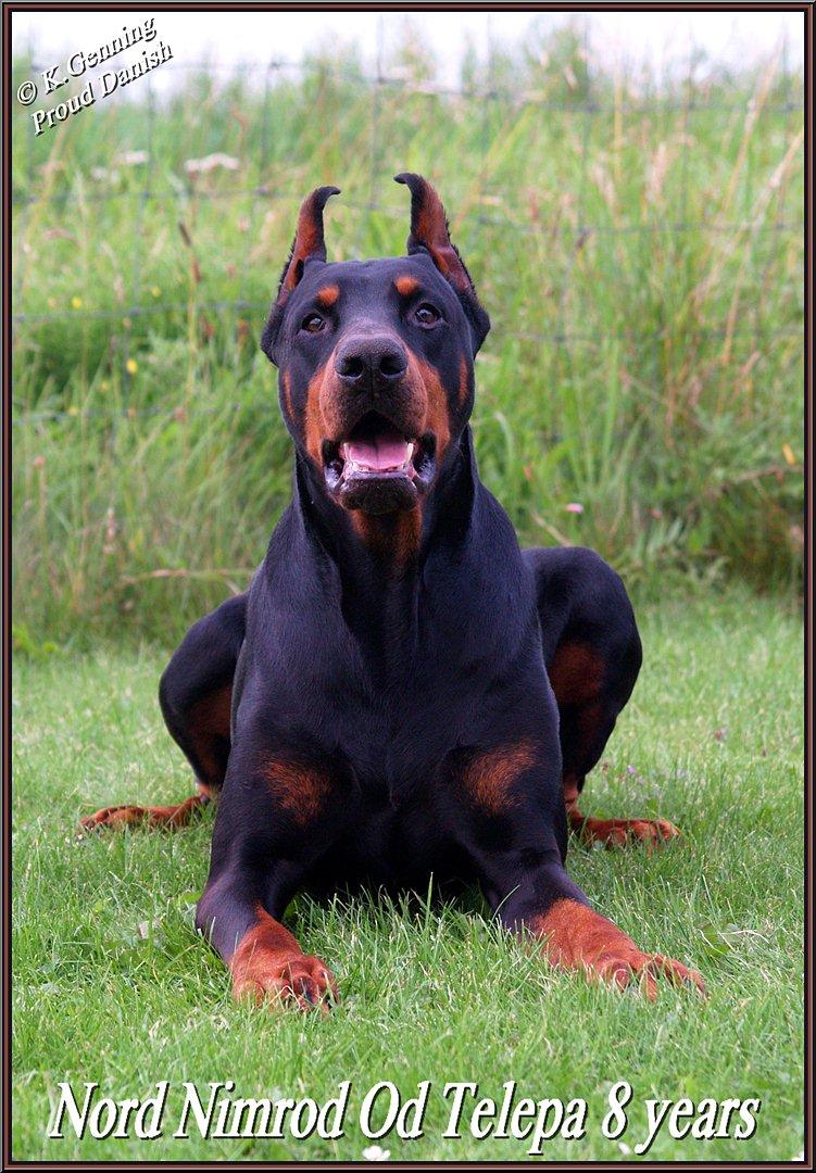 Dobermann Nord Nimrod Od Telepa (R.I.P.) billede 2