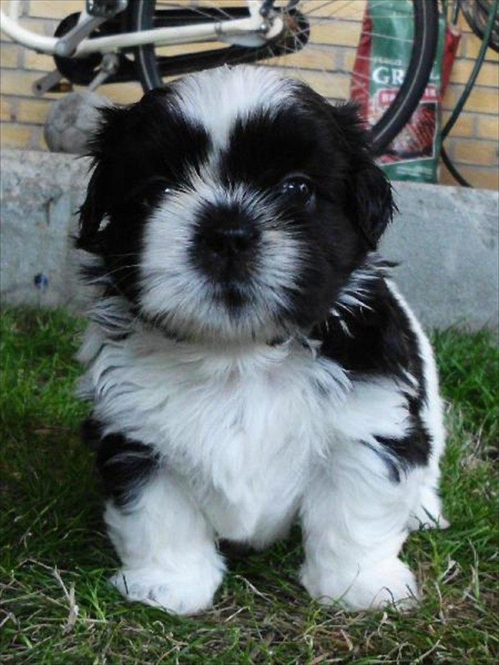 Shih tzu Flindt´s Born To Beauty (Bumle) - " Okay så tag da det billed så jeg kan komme ud og lege igen " billede 18