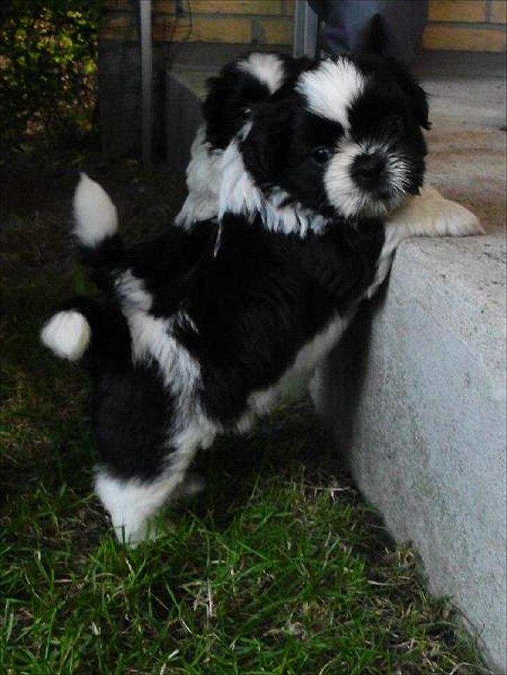 Shih tzu Flindt´s Born To Beauty (Bumle) - " Jeg er da bare for lækker " billede 13