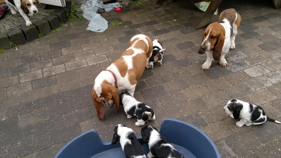 Blanding af racer Prinsesse Fiona - alfred og ninka  billede 6