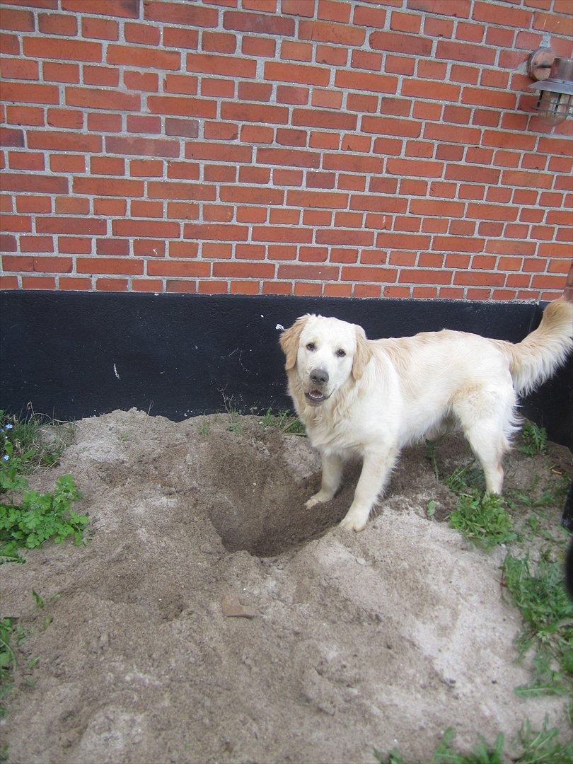 Golden retriever Gizmo - Undskyld! Jeg kom til at grave et lille hul! (igen) billede 9