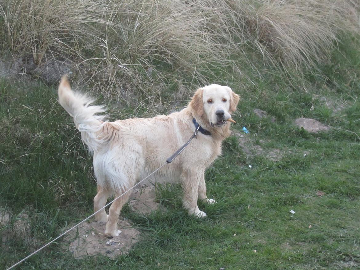 Golden retriever Gizmo - Jeg afleverer det ikke.... Det er mit. billede 10