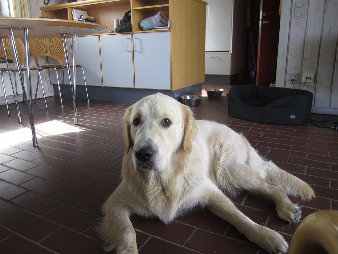 Golden retriever Gizmo billede 11