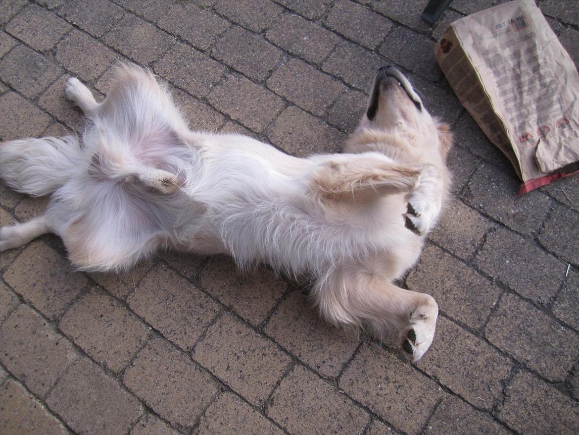 Golden retriever Gizmo - Jeg synes selv jeg er køn..... Også fra denne vinkel billede 12