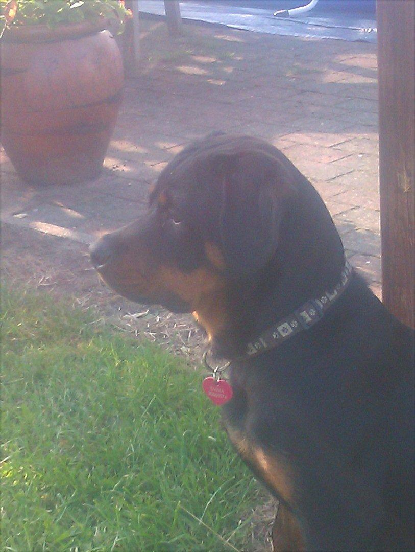 Rottweiler Sjellebro circa - Hva er mon det  billede 1