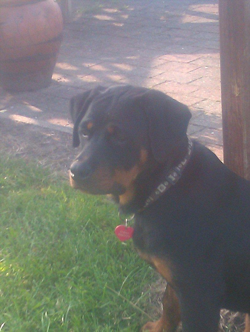 Rottweiler Sjellebro circa billede 2