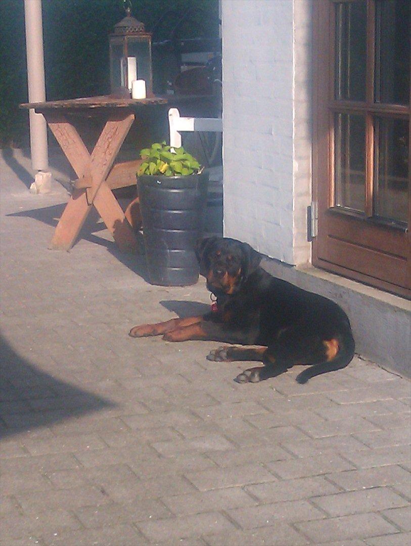 Rottweiler Sjellebro circa billede 3