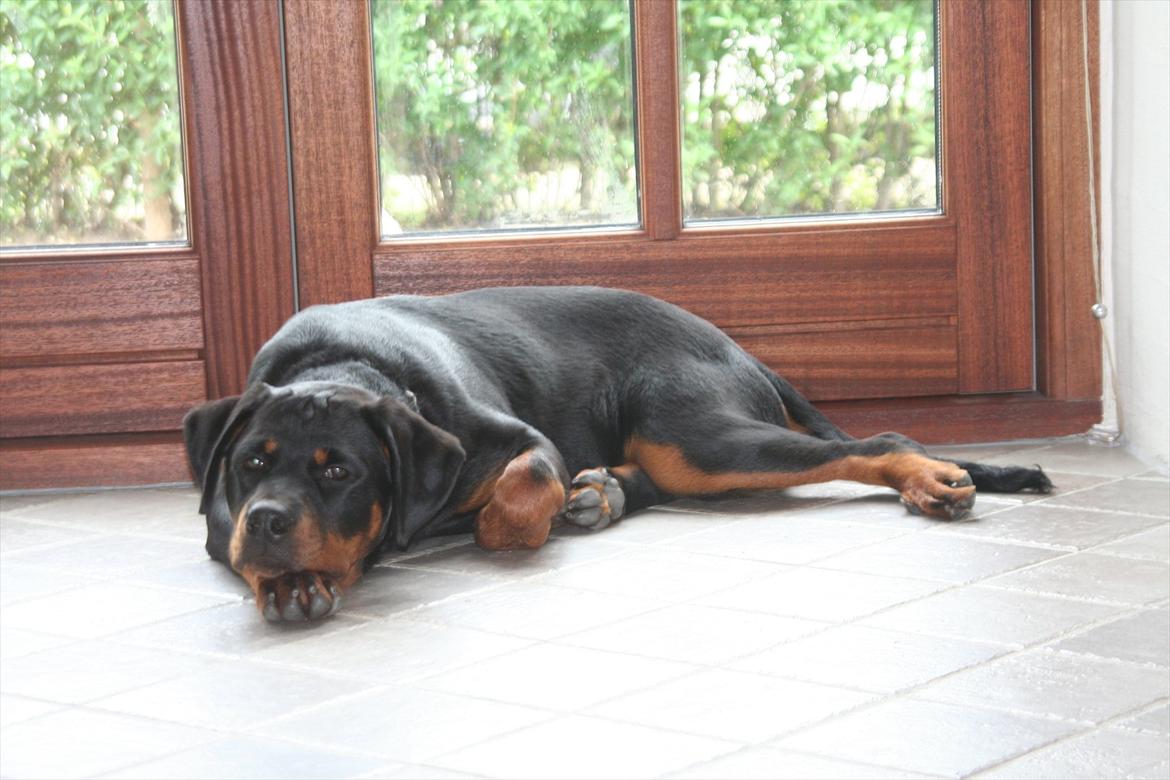 Rottweiler Sjellebro circa billede 4