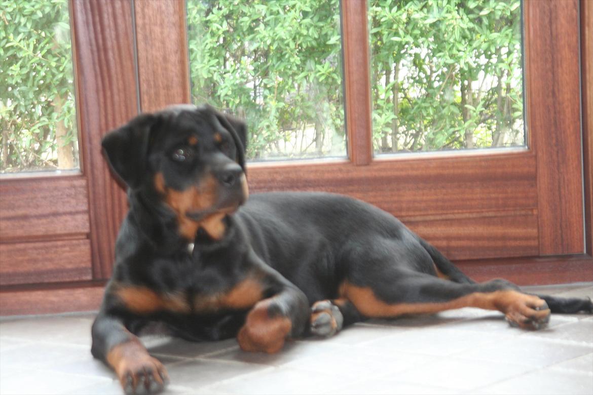 Rottweiler Sjellebro circa - Vores dejlige Emma billede 5