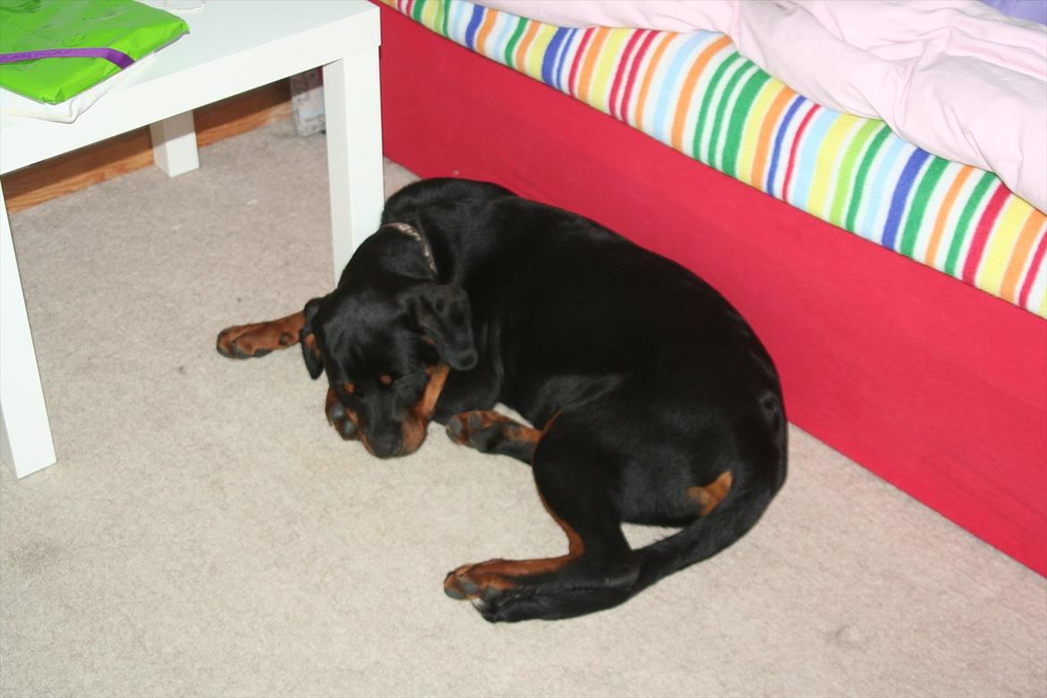 Rottweiler Sjellebro circa billede 6