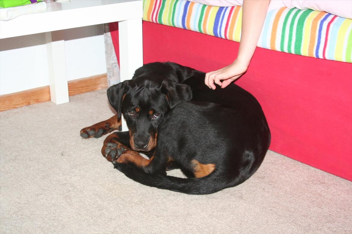 Rottweiler Sjellebro circa billede 7