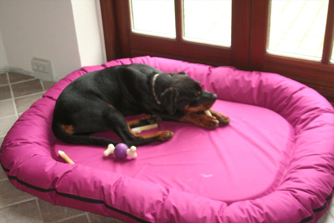 Rottweiler Sjellebro circa billede 8