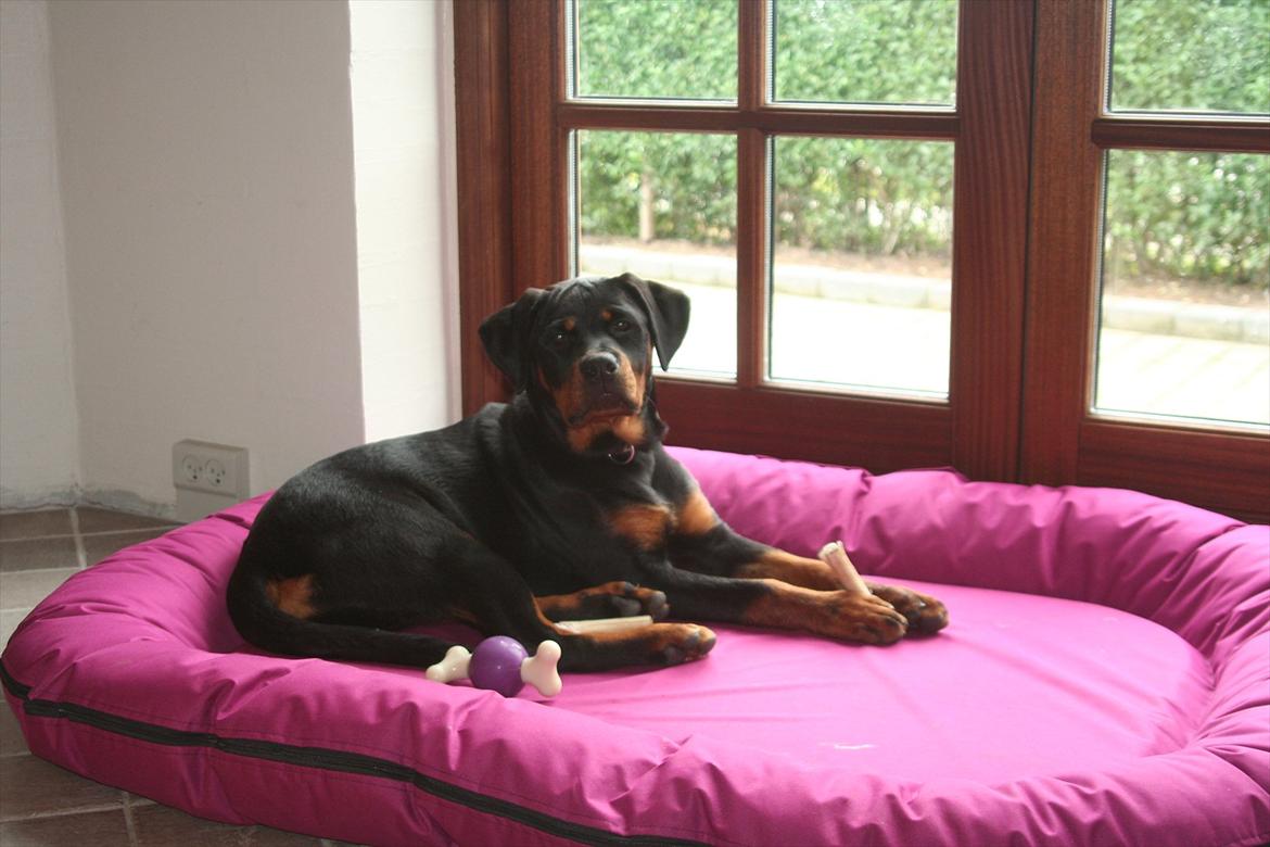 Rottweiler Sjellebro circa billede 9