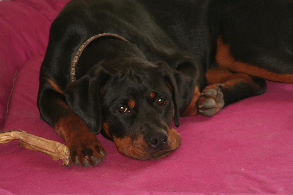 Rottweiler Sjellebro circa - Emma billede 10