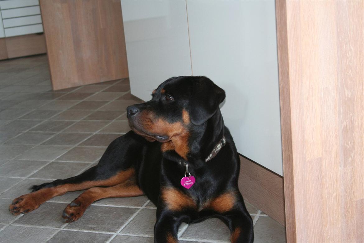 Rottweiler Sjellebro circa billede 11