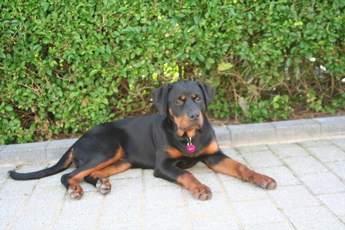 Rottweiler Sjellebro circa billede 13