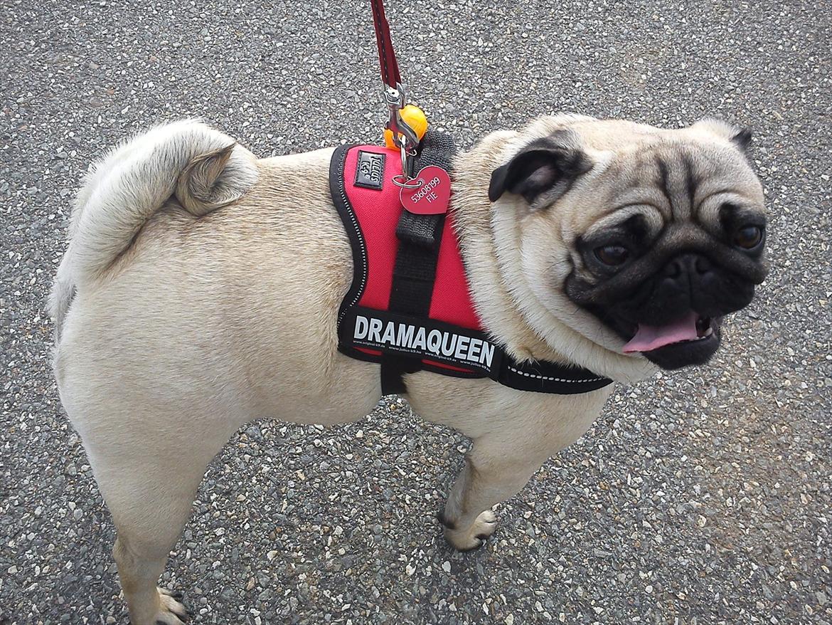 Mops Fie - Min nye sele: DramaQueen billede 10