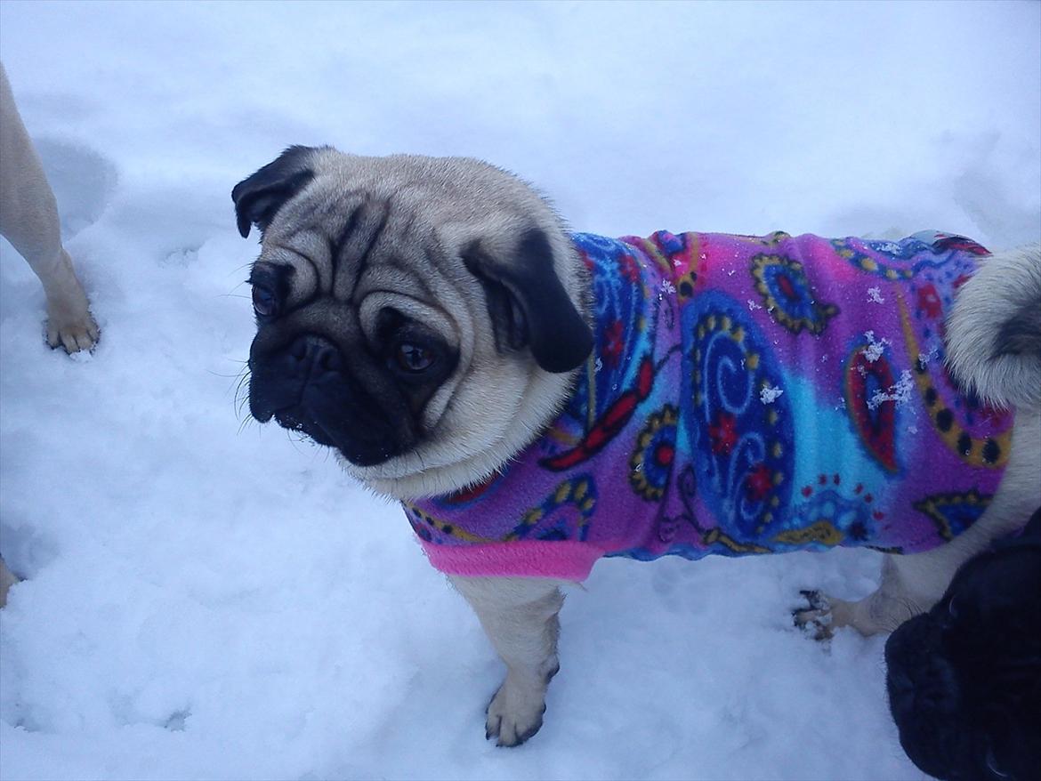 Mops Fie - Min vintertrøje. billede 9