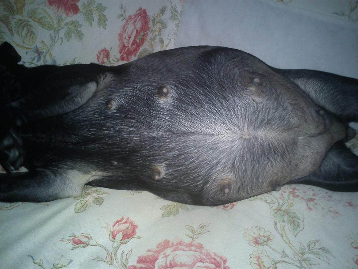 Mops Bella - Min gravide mave. billede 9