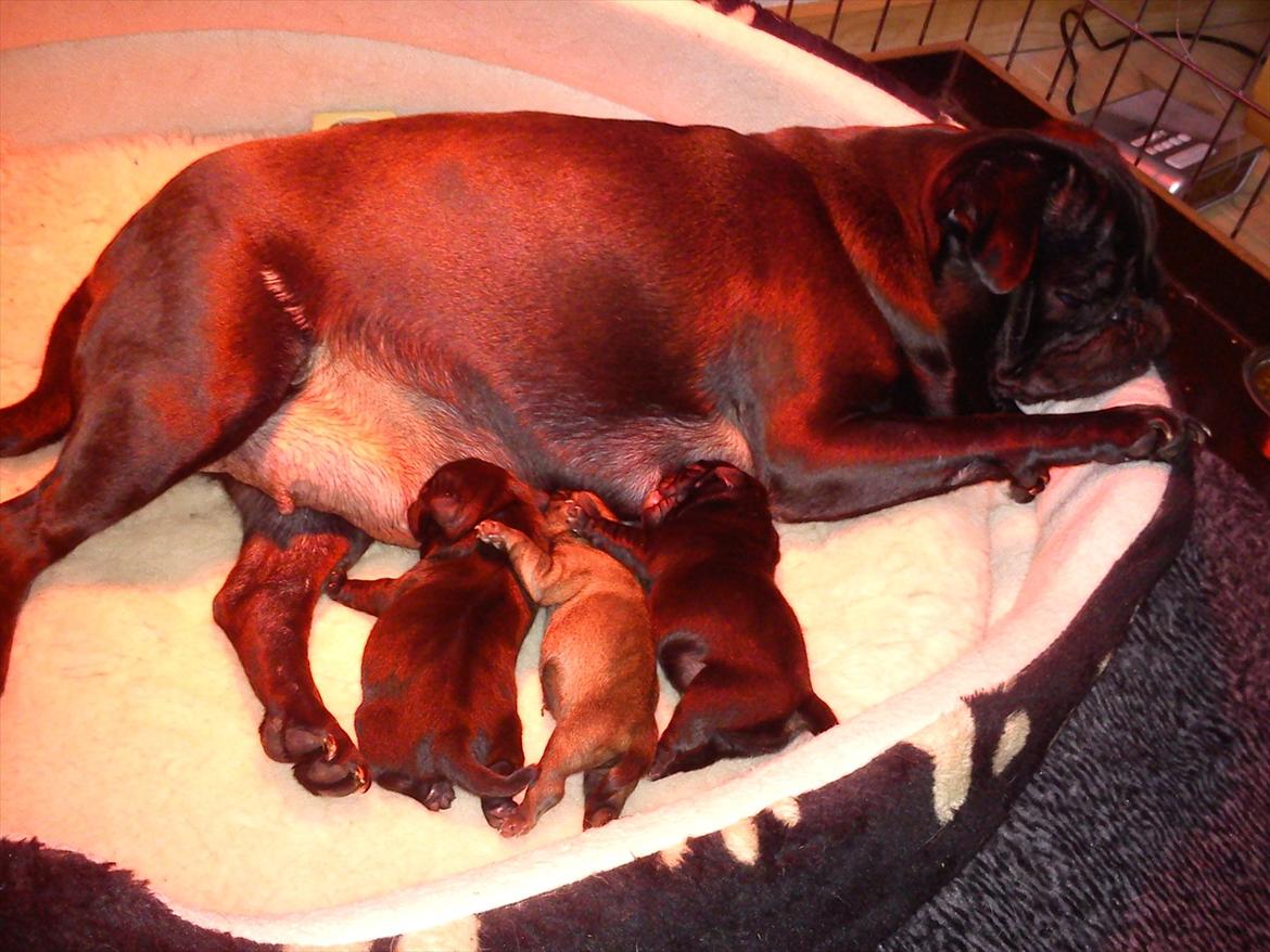 Mops Bella - Mine smukke børn. billede 10