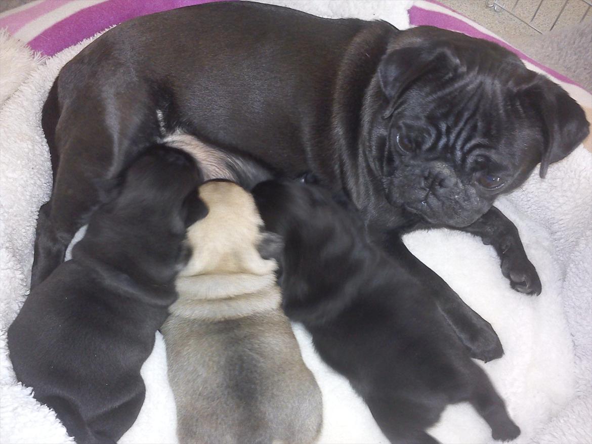 Mops Bella - Råhygge. billede 11