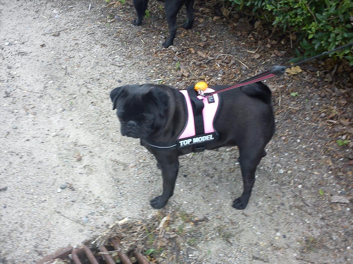 Mops Bella - Min nye sele: Top Model. billede 12