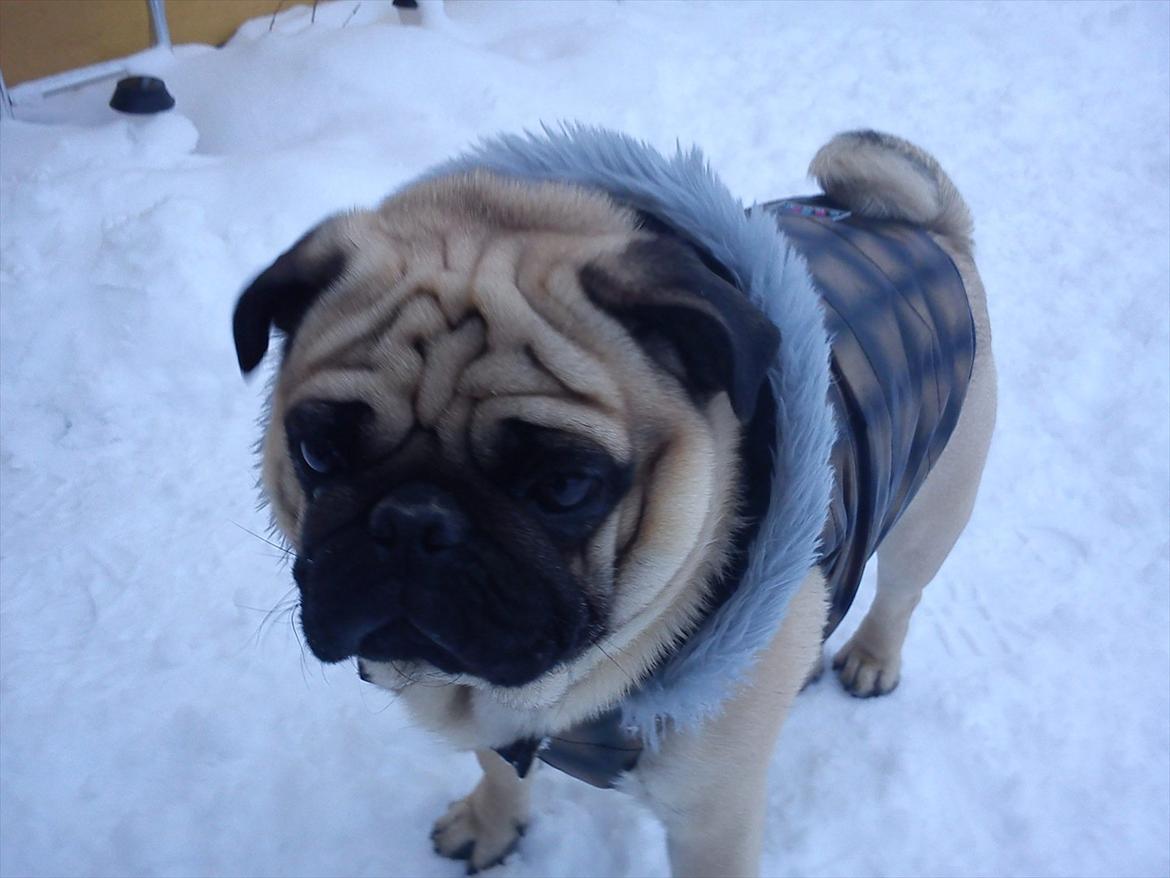 Mops Buller - Close up billede. billede 8