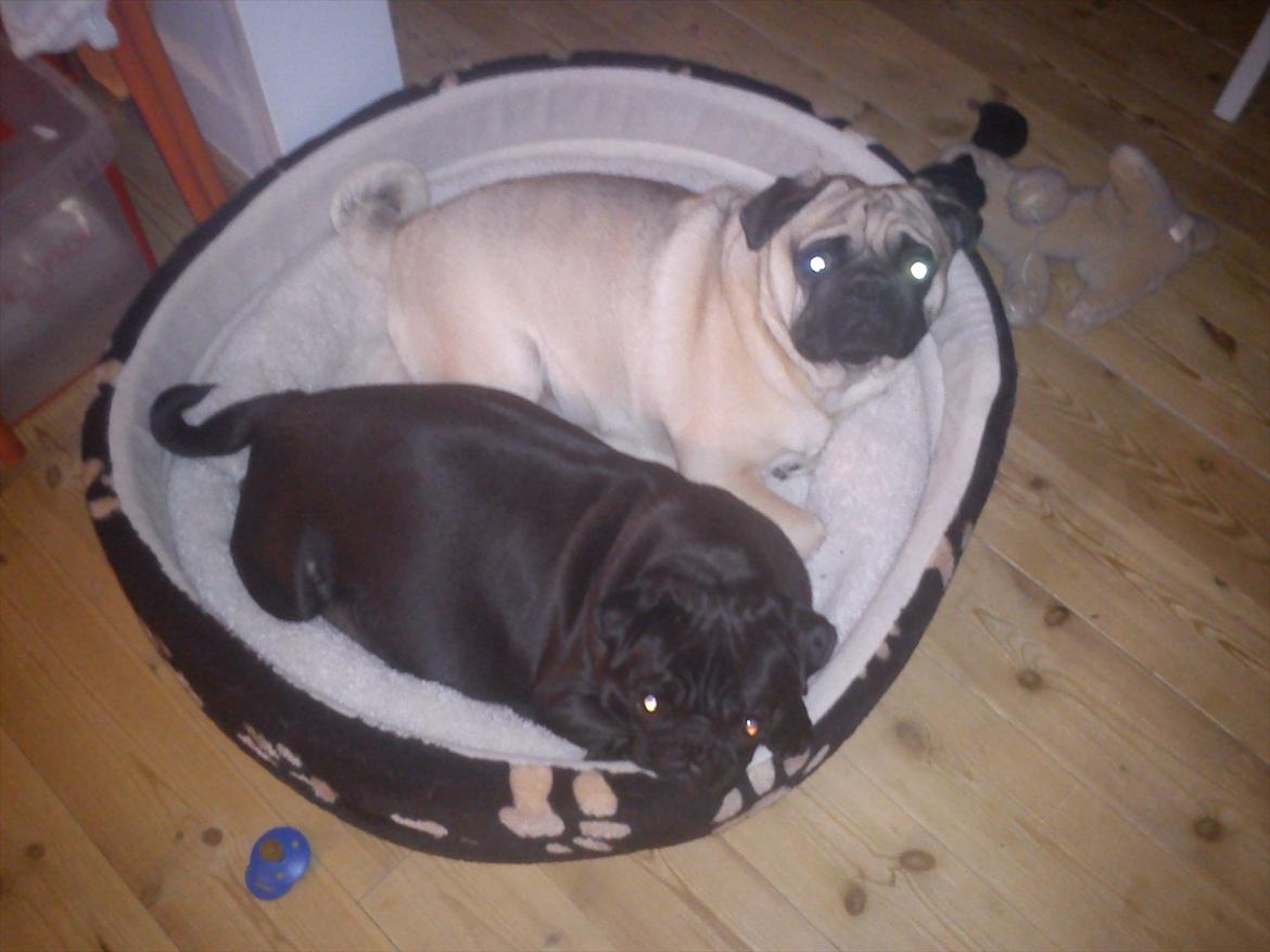 Mops Buller - Putter med min gravide kæreste Bella. billede 9