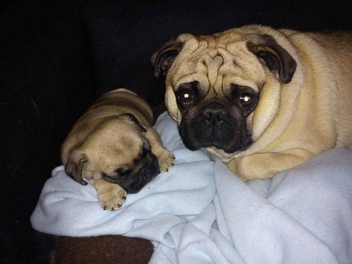 Mops Buller - Som far så søn. billede 10