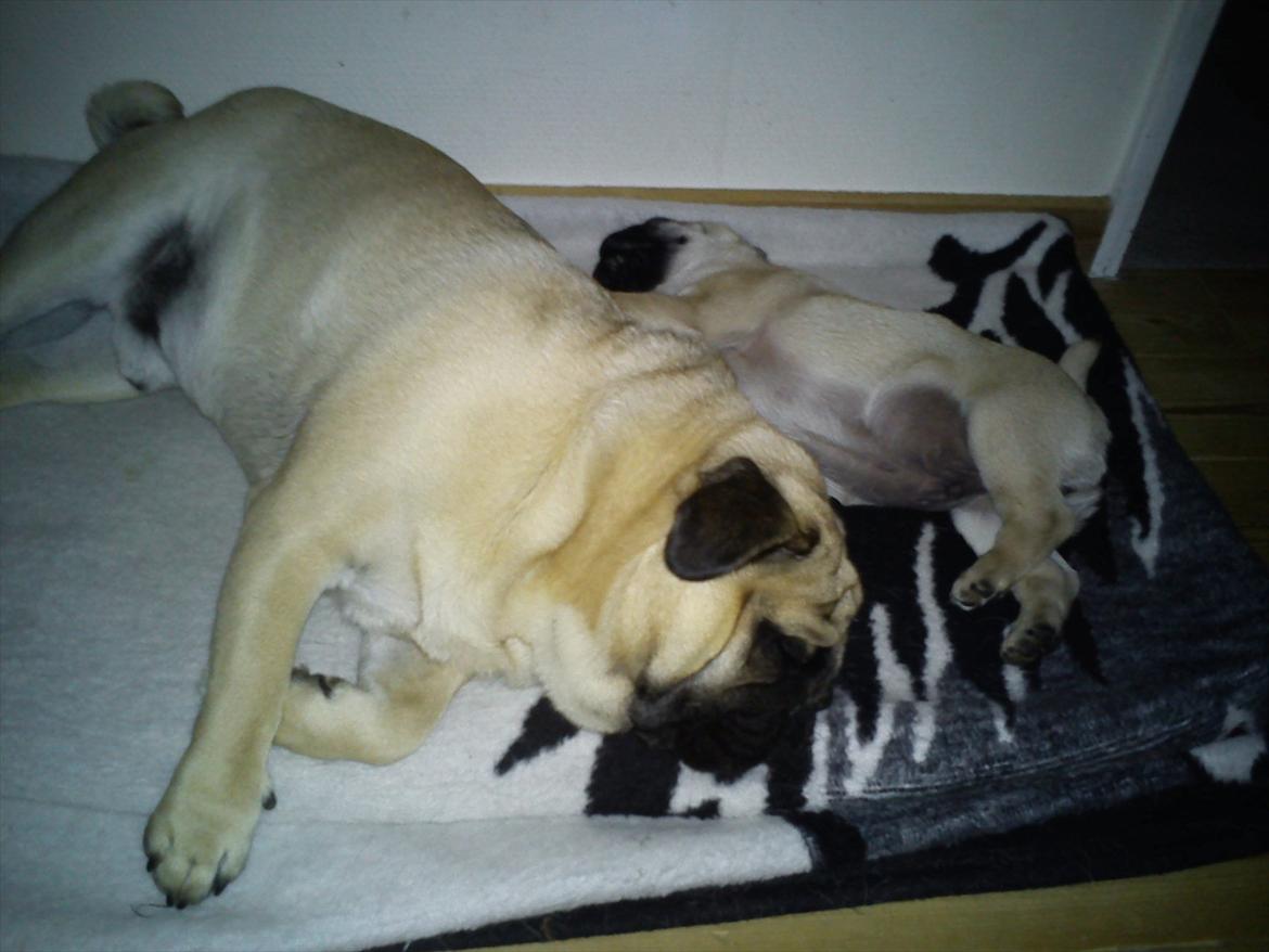 Mops Buller - Ren afslapning. billede 11