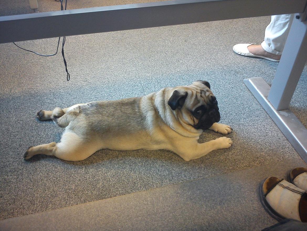 Mops Buller - Med madmor på job. billede 12