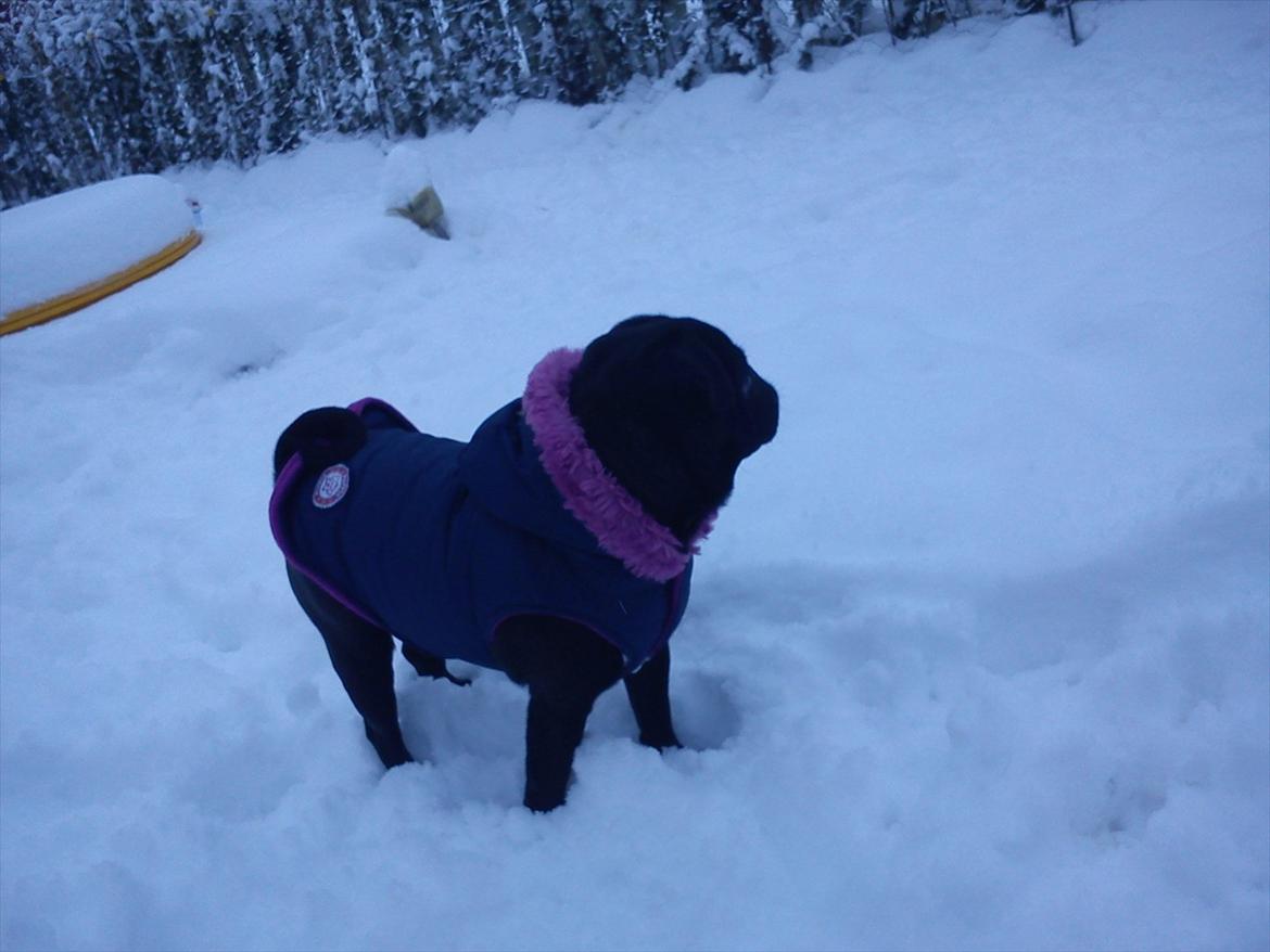 Mops Bella - Min vinterfrakke. billede 8