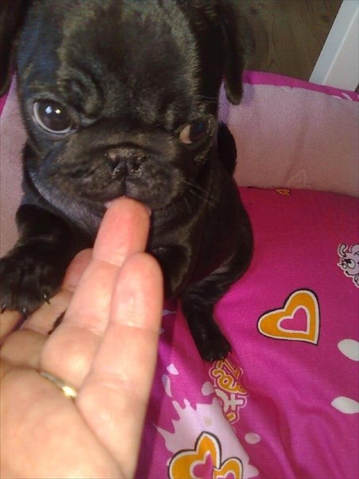 Mops Bella - 10 uger gammel. billede 1